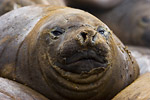 Elephant Seal