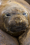 Elephant Seal