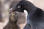 Adelie Penguin and Chick