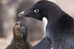 Adelie Penguin and Chick