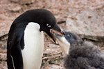 Adelie Penguin and Chick