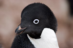 Adelie Penguin