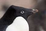 Adelie Penguin