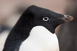 Adelie Penguin