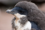 Adelie Penguin Chick