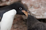 Adelie Penguin and Chick