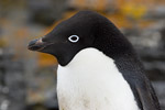 Adelie Penguin