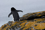 Adelie Penguin