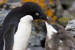 Adelie Penguin and Chick