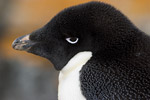 Adelie Penguin