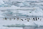 Adelie Penguins