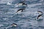 Adelie and Chinstrap Penguins