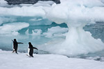 Adelie Penguins