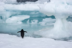 Adelie Penguin