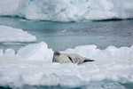 Weddell Seal