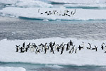 Adelie Penguins