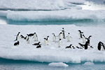 Adelie Penguins