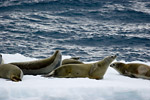 Crabeater Seals