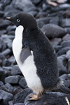 Adelie Penguin