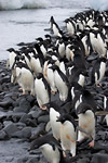 Adelie Penguins