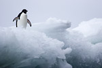 Adelie Penguin