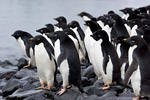 Adelie Penguins