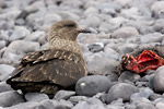 Skua