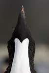 Adelie Penguin