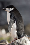 Chinstrap Penguin