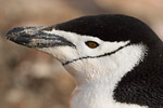 Chinstrap Penguin