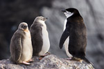 Chinstrap Penguin and Chicks