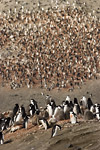 Chinstrap Penguin Colony