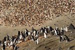 Chinstrap Penguin Colony