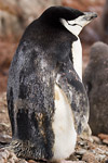 Chinstrap Penguin