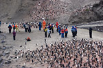 Passengers in Chinstrap Penguin Colony