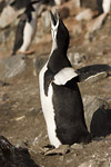 Chinstrap Penguin