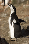 Chinstrap Penguin