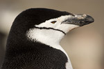 Chinstrap Penguin