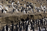 Chinstrap Penguins