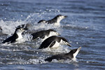 Chinstrap Penguins