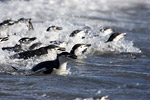 Chinstrap Penguins