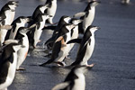 Chinstrap Penguins