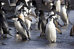 Chinstrap Penguins