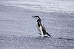 Chinstrap Penguin