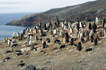 Chinstap Penguin Colony