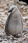 Chinstrap Penguin Chick