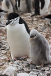 Chinstrap Penguin and Chick