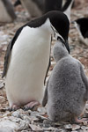 Chinstrap Penguin and Chick