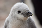 Chinstrap Penguin Chick