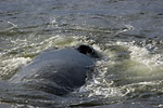 Humpback Whale